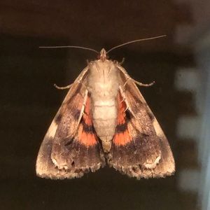 Meet your Posher, Peter